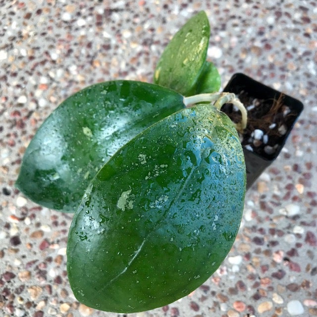 Product image 46