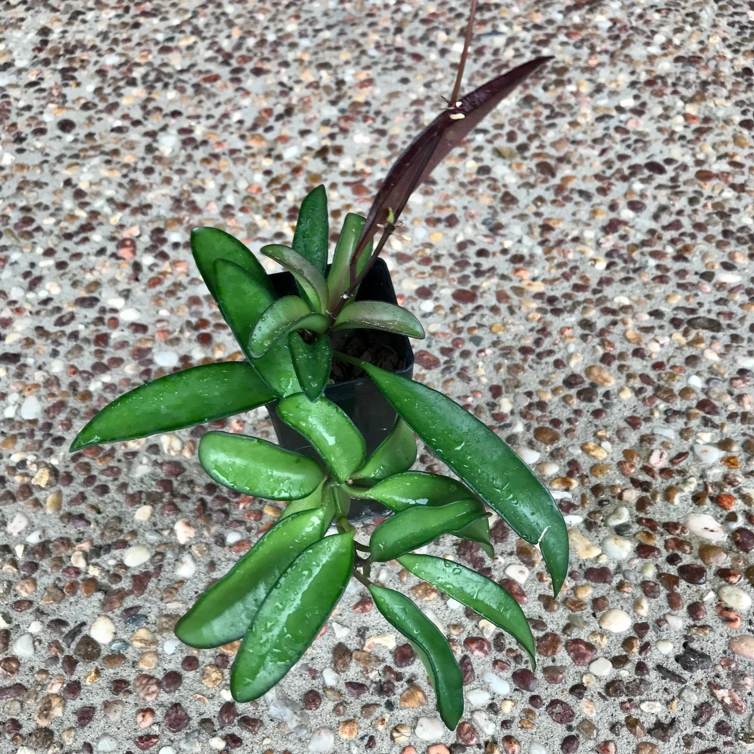Product image 53