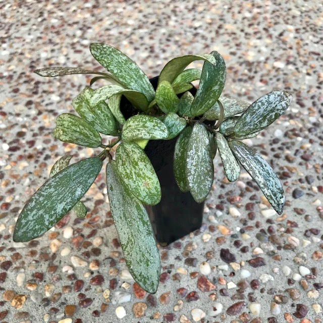 Product image 74