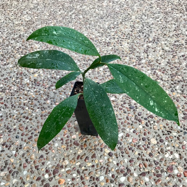 Product image 77