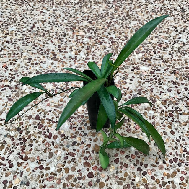 Product image 86