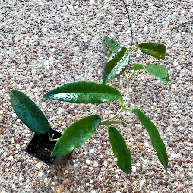 Product image 56
