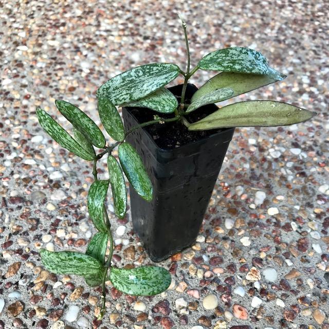 Product image 57